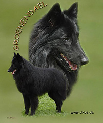 Groenendael