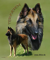 Tervueren